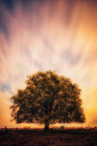 Strength in Solitude van Cho Tang