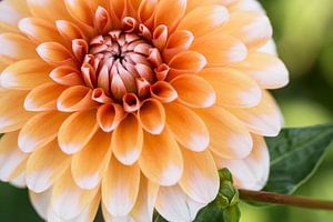 Orangefarbene Schönheit (Nahaufnahme einer schönen, orangefarbenen Dahlie)