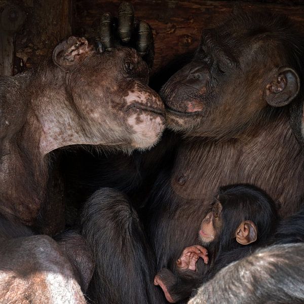 Chimpansee familie van gea strucks