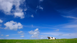 Cow on the sea wall by Sabrina de Vries