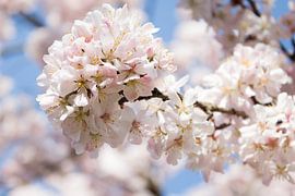 Bloesem by Lianne Hermans