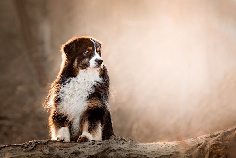 Australian Shepherd Caleb by Monique van Helden