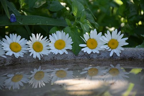 Daisies flowers in the garden