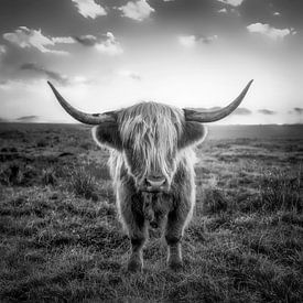 Bœuf des Highlands écossais en noir et blanc sur Voss Fine Art Fotografie