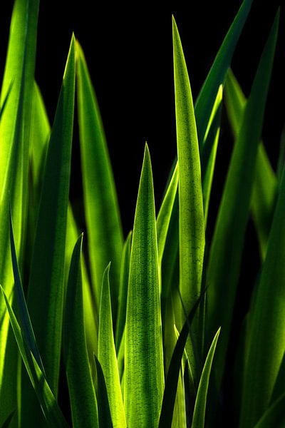 Brede lijsterbes (Typha latifolia) van Leny Silina Helmig