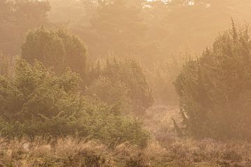 Baies de genièvre sur Douwe Schut