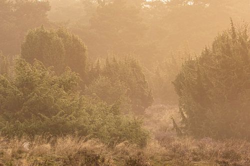 Jeneverbessen van Douwe Schut