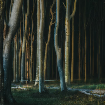 Waldweg