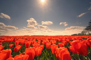 Tulpen in het veld in het voorjaar van Sjoerd van der Wal Fotografie