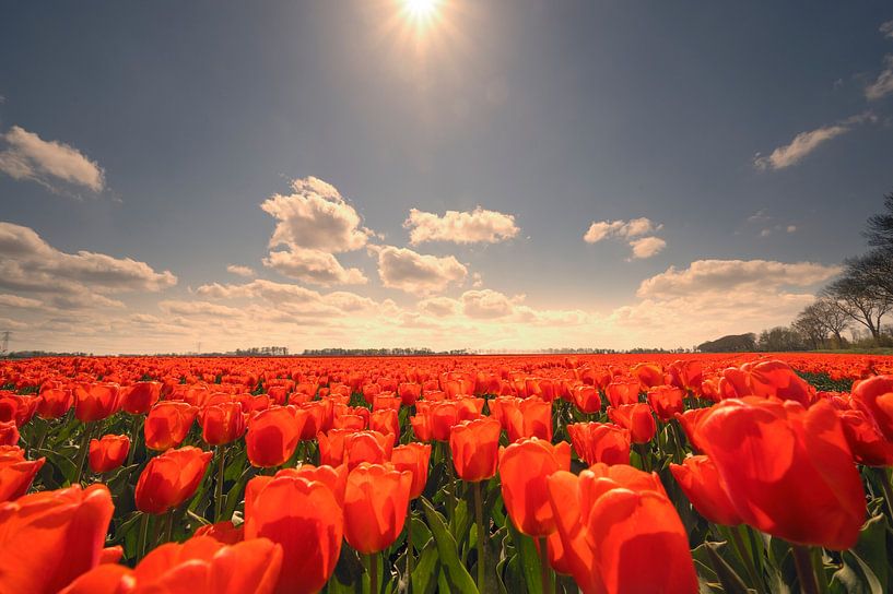 Tulips growing in agricutlural fields during springtime  by Sjoerd van der Wal Photography