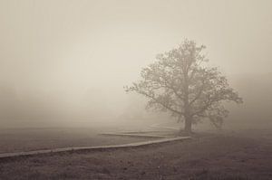 der Weg zum Baum