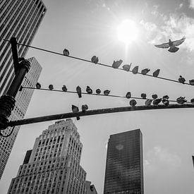 Pigeons à New York sur zeilstrafotografie.nl