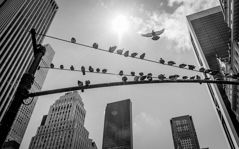 Pigeons à New York par zeilstrafotografie.nl