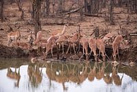 Drinkende impala's