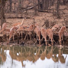 Impalas trinken von Joop Bruurs