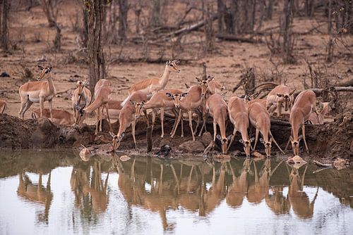 Drinking impalas by Joop Bruurs