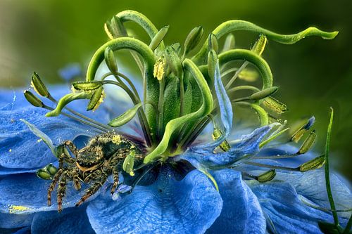 Jumping spider on Little Miss in green