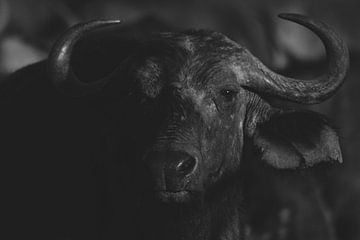 Buffalo black-and-white portrait by Marco van Beek