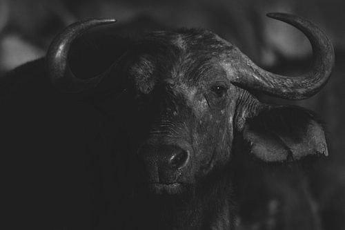 Portrait de Buffalo en noir et blanc