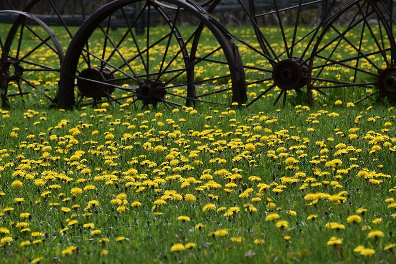 Dandelion flowers in the park by Claude Laprise
