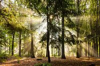 Een zonnige herfstdag in het bos