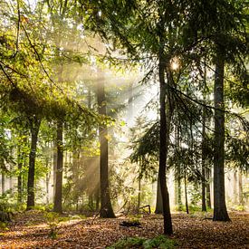 Een zonnige herfstdag in het bos van Wim Byl