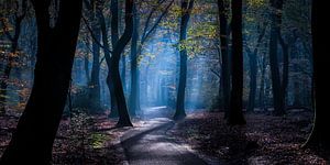 Geisterwald 1