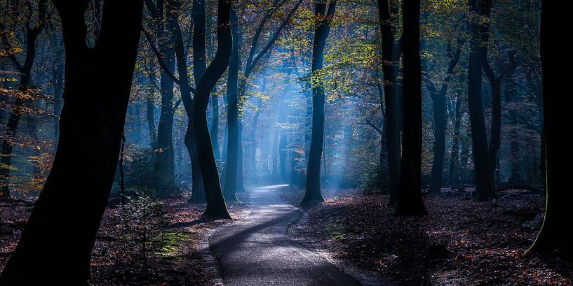 Forêt fantôme 1 par Nuance Beeld