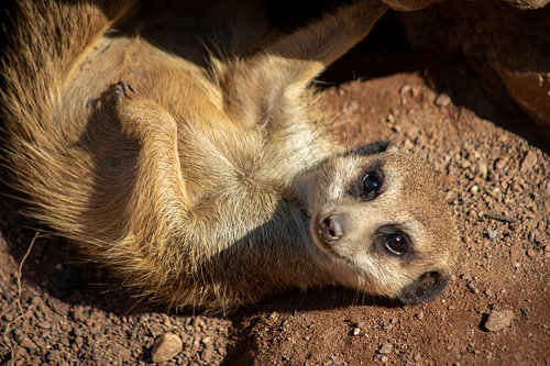 Neugieriges Erdmännchen beim Sonnenbad