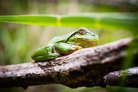European tree frog by Marcel Alsemgeest