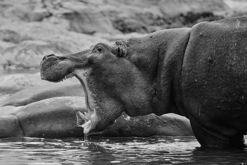 Hippo in black and white by Jeremy Duvekot