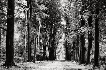 Spaziergang im Wald von eric van der eijk