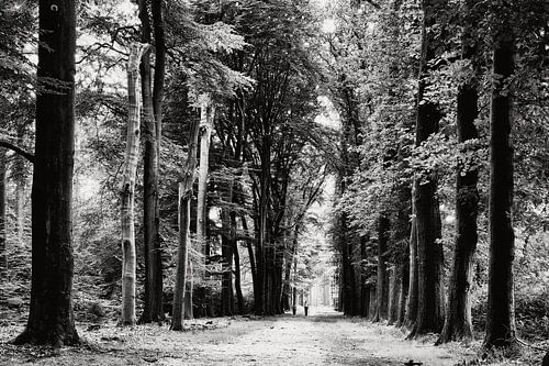 Spaziergang im Wald von eric van der eijk