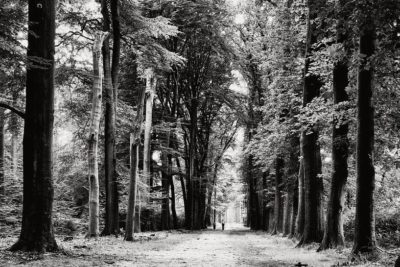 Walking in the forest by eric van der eijk