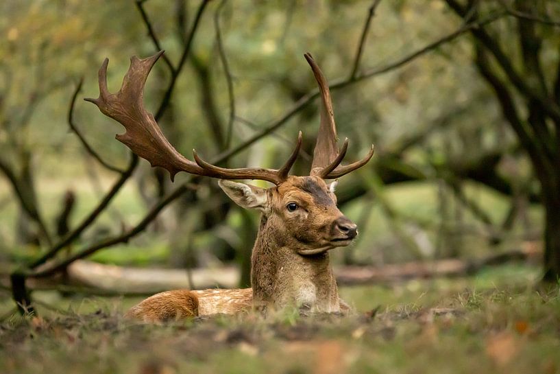 Fallow deer (Dama dama) by Wouter Van der Zwan