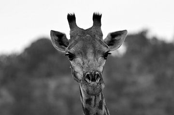 Giraffe in zwart/wit van Dustin Musch