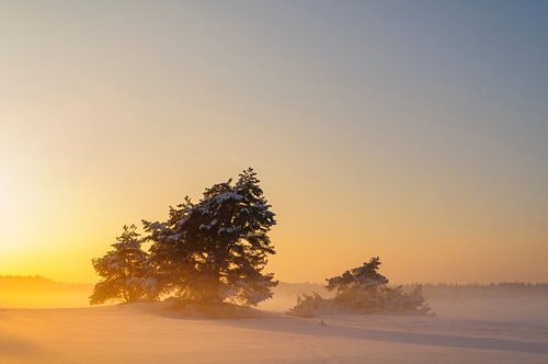 Winterlandschap met sneeuw in op de Veluwe