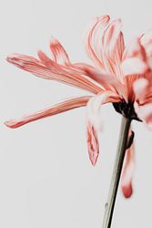Glückliche Blume - rosa und weiß | Fotodruck