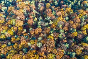 Autumn colours in the forest