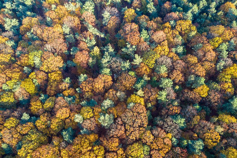 Herbstfarben im Wald von Jeroen Kleiberg
