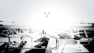 Seagull in the blazing sun