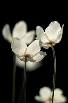 Strahlen Sie von innen!