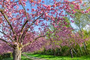 Cherry trees in perfect bloom