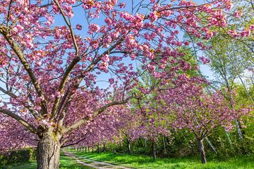 Cherry trees in perfect bloom by Melanie Viola