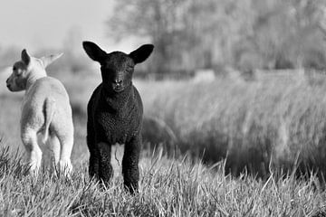 Zwart witte lammetjes van Shutterbalance