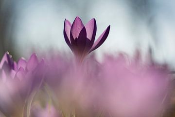 The proud crocus by Willian Goedhart