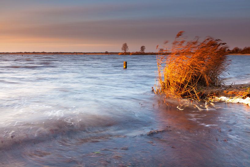 Raging Reed by Ron Buist