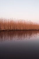 Reflection of reeds in the water after the sun went down.