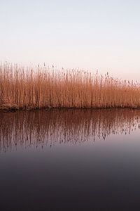 Reflet des roseaux dans l'eau après le coucher du soleil. sur Wouter van der Weerd