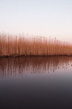 Reflectie van riet in het water, nadat de zon onder ging.